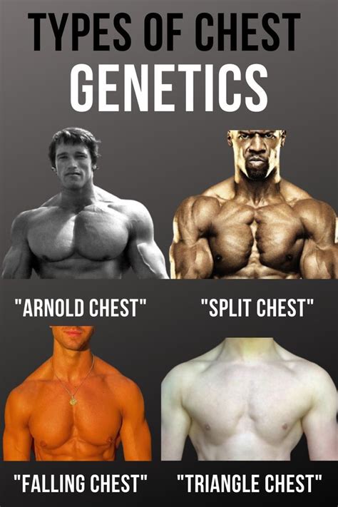 chest insertions genetics|male chest genetics.